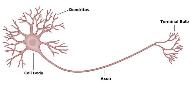 neuron.jpg